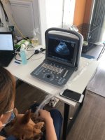 may sieu am thu y chison eco1 (2).jpg