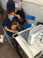 may sieu am thu y chison eco1 (3).jpg